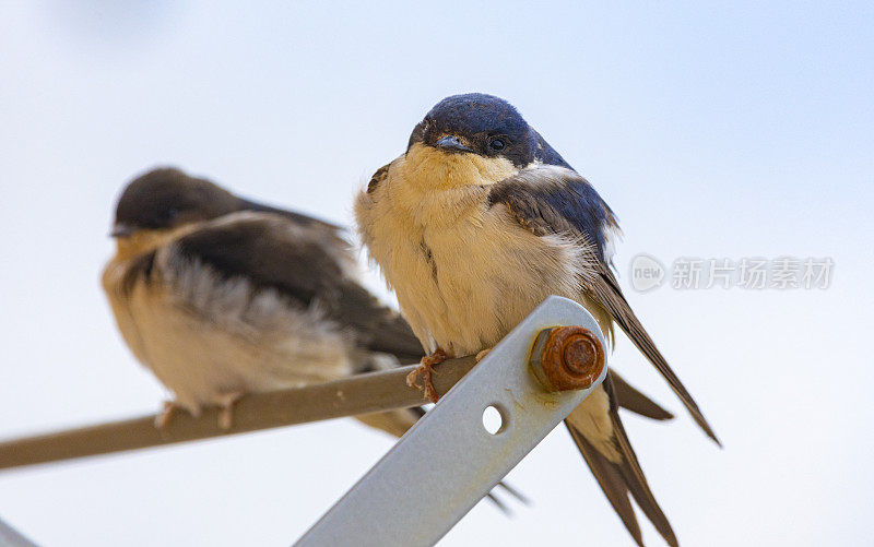 谷仓燕子(Hirundo rustica)在我的窗口靠近。躺在我的衣架上